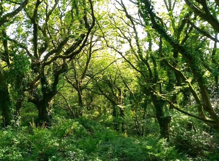 Eden woodland