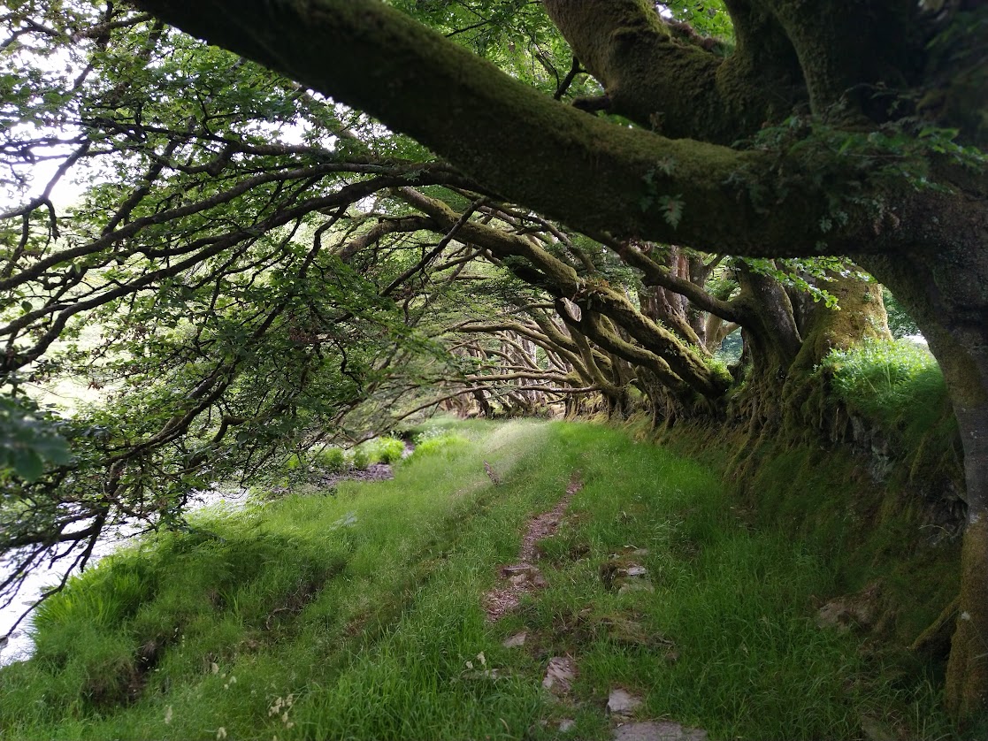 Trees on Exmoor