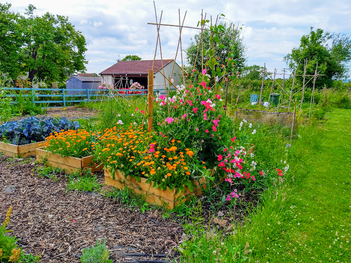 Allotment