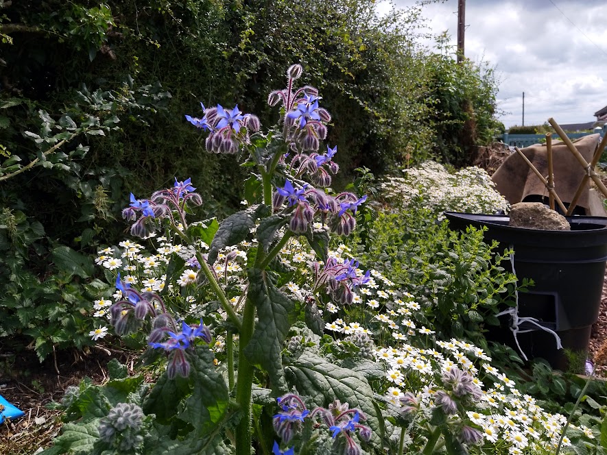 Borage