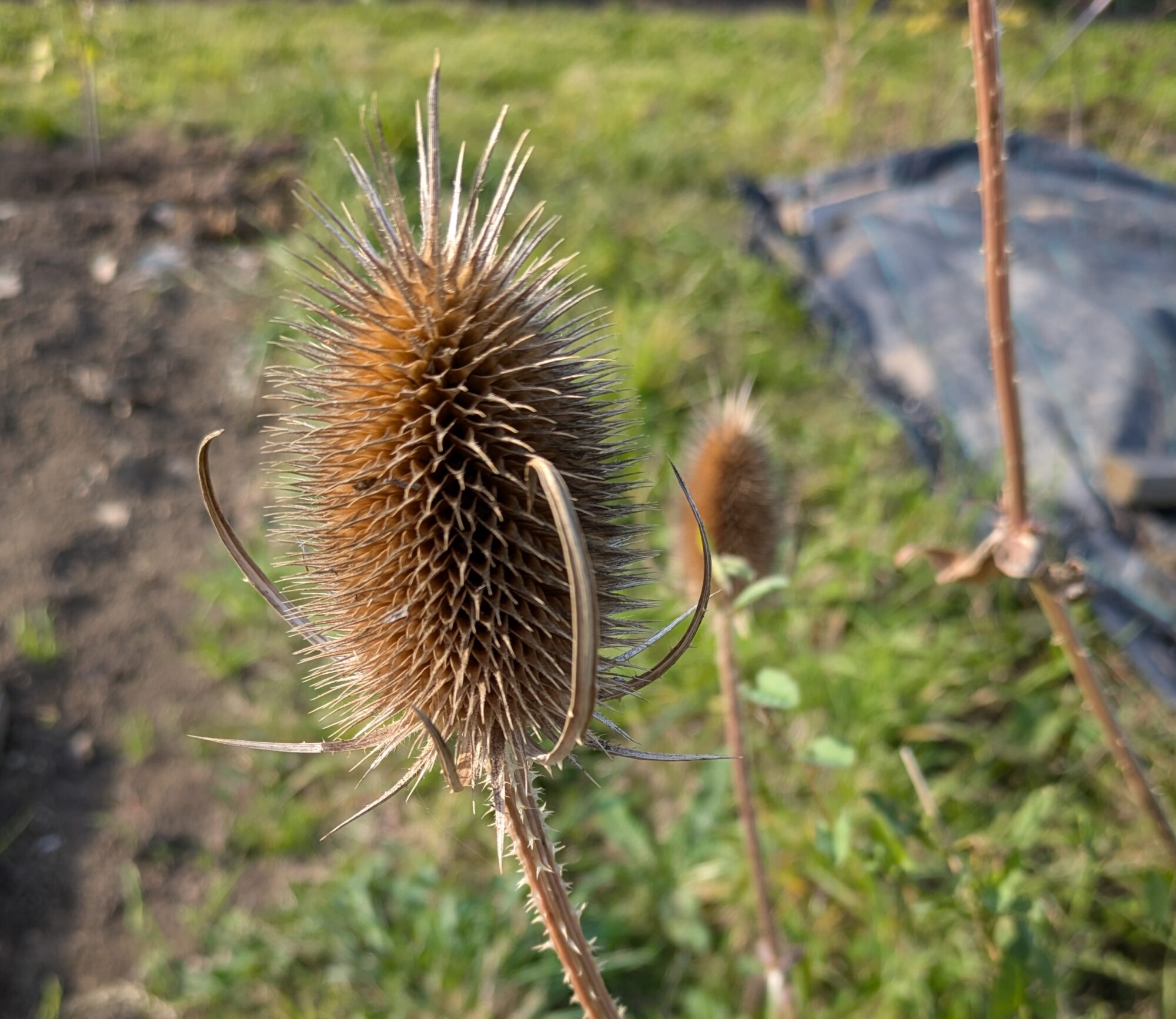 Teasel