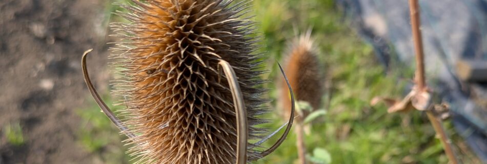 Teasel