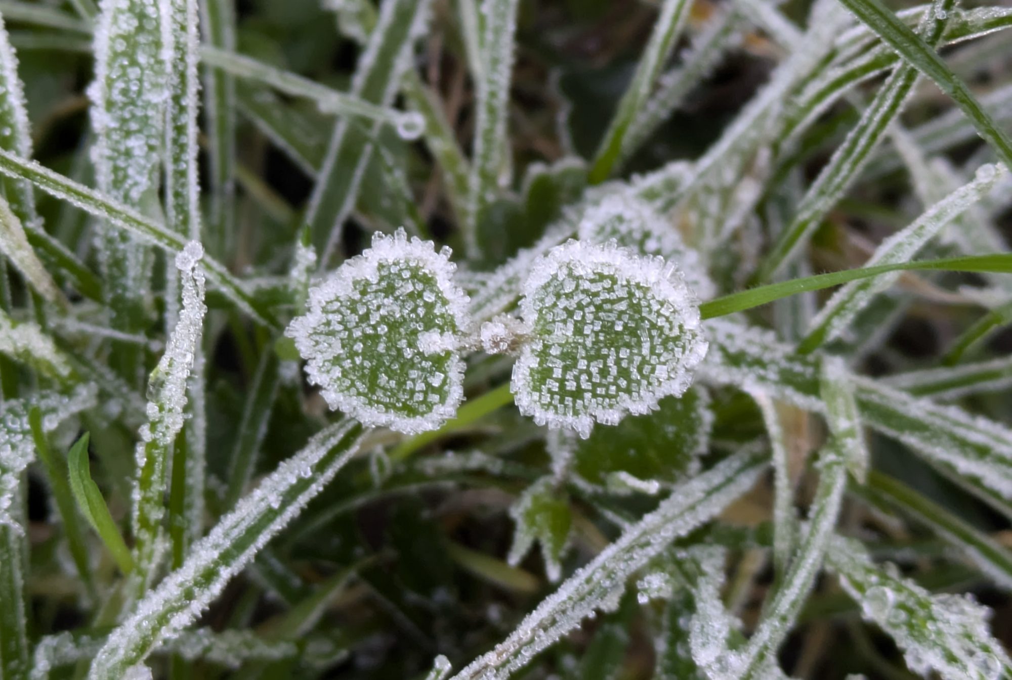 Frosty