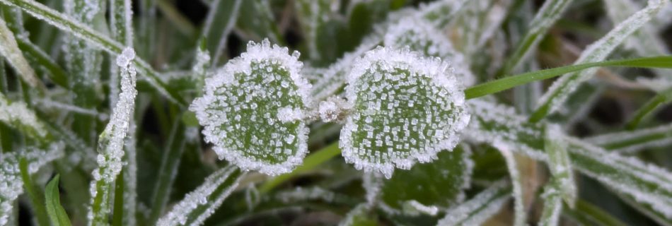Frosty