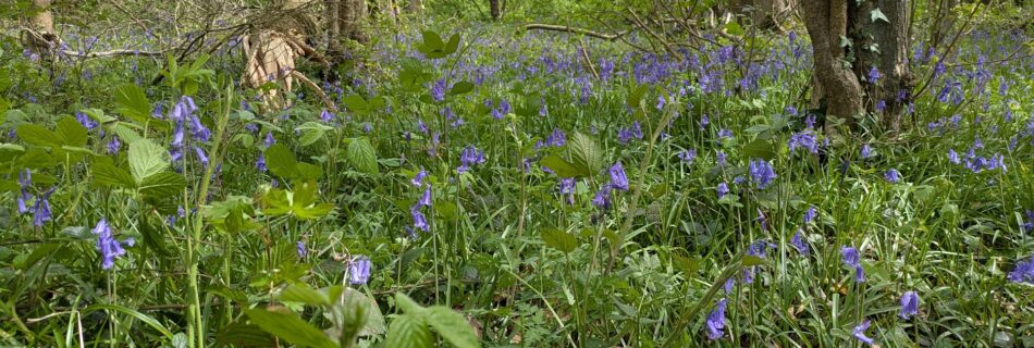 Bluebells in wood