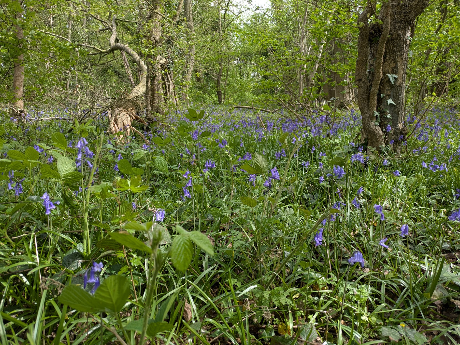 Bluebells in wood