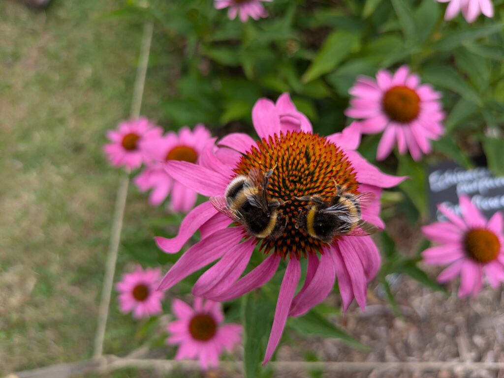 Echinacea